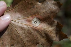 Phyllonorycter basistrigella
