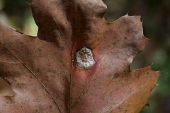 Phyllonorycter basistrigella