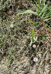 Symphyotrichum divaricatum