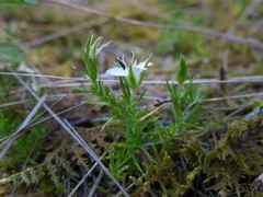 Arenaria lycopodioides