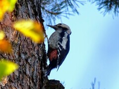 Dendrocopos syriacus