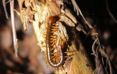 Scolopendra