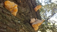 Laetiporus