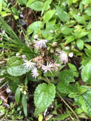 Cyrtocymura