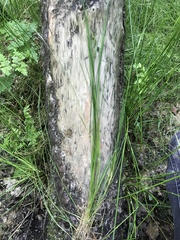 Carex nigra