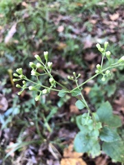Ageratina jucunda