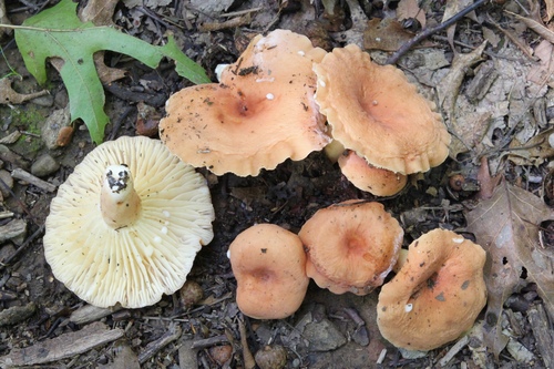 hygrophorus milkcap