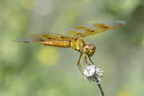 Mexican Amberwing