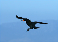 Phalacrocorax capensis