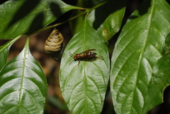 Polistes stabilinus