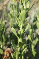 Rayjacksonia phyllocephala