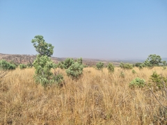 Protea caffra caffra