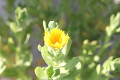 Rayjacksonia phyllocephala