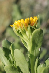 Rayjacksonia phyllocephala