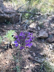 Hesperidanthus linearifolius
