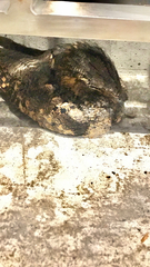 Antrostomus vociferus