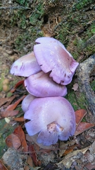 Cortinarius traganus