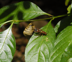 Polistes stabilinus
