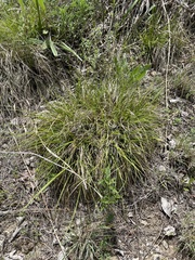 Carex planostachys