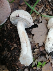 Agaricus benesii
