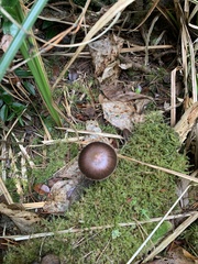 Cortinarius smithii