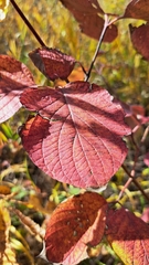 Cornus rugosa