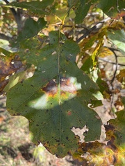 Quercus velutina