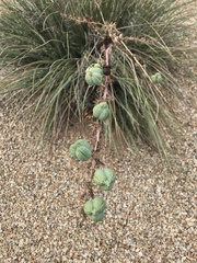 Hesperaloe