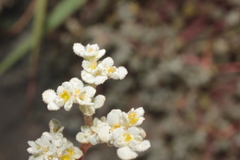 Tidestromia lanuginosa