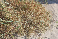 Tidestromia lanuginosa