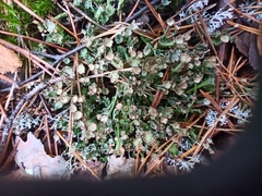 Cladonia gracilis