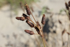 Fimbristylis castanea