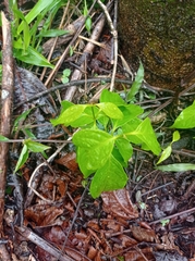Banisteriopsis caapi
