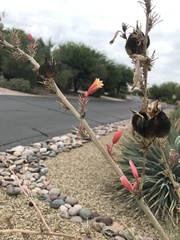 Hesperaloe