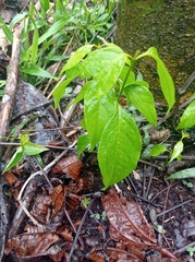 Banisteriopsis caapi