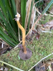 Cortinarius smithii