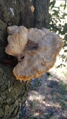 Laetiporus