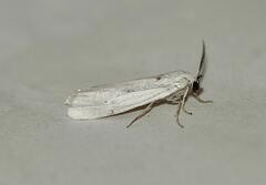 Coscinia chrysocephala