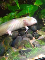 Ambystoma mexicanum