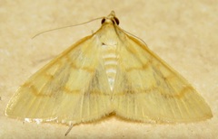 Helvibotys helvialis