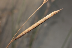 Sporobolus pumilus