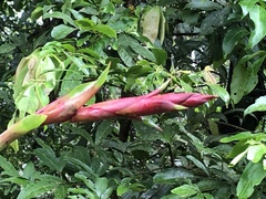 Vriesea
