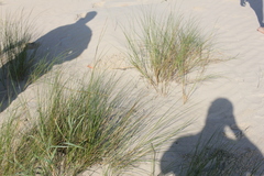 Sporobolus pumilus
