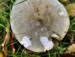 Russula parazurea