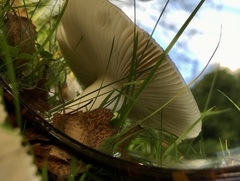 Russula parazurea