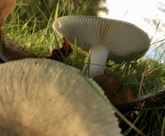 Russula parazurea