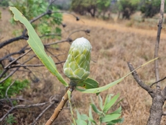 Protea gaguedi