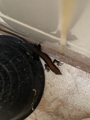 Holcosus leptophrys