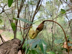 Aristolochia macroura