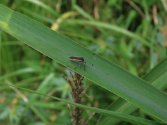 Plapigus circumcinctus